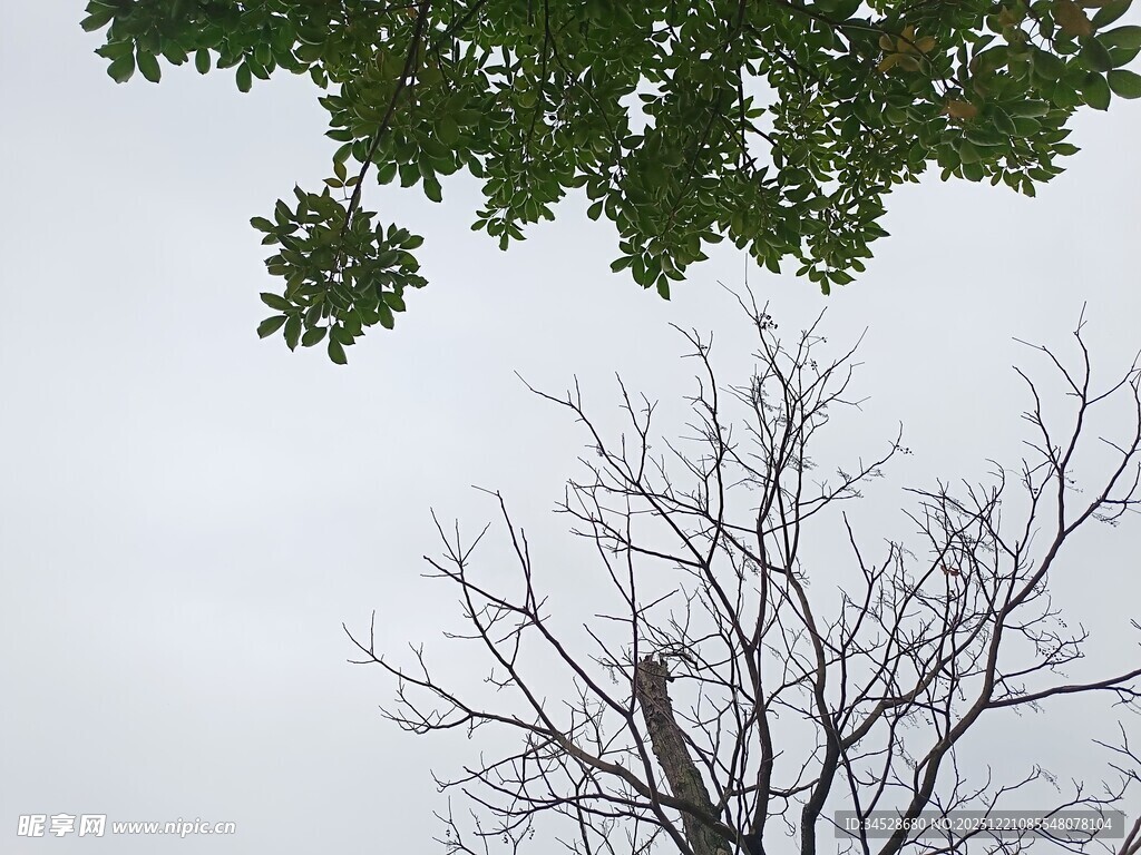 绿叶枯树对比景象