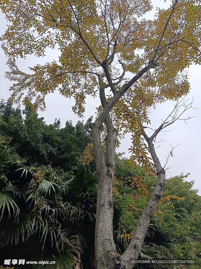 高大银杏树与周边绿植