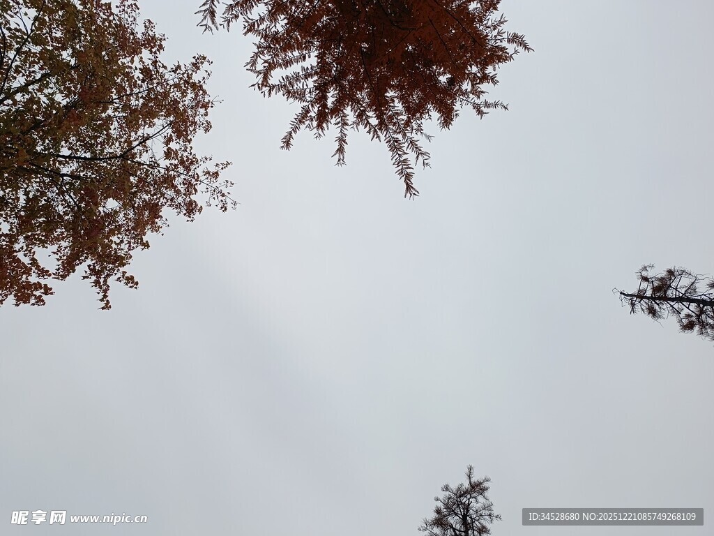 仰视树梢与天空