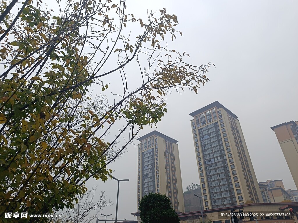 雾中城市高楼与绿树