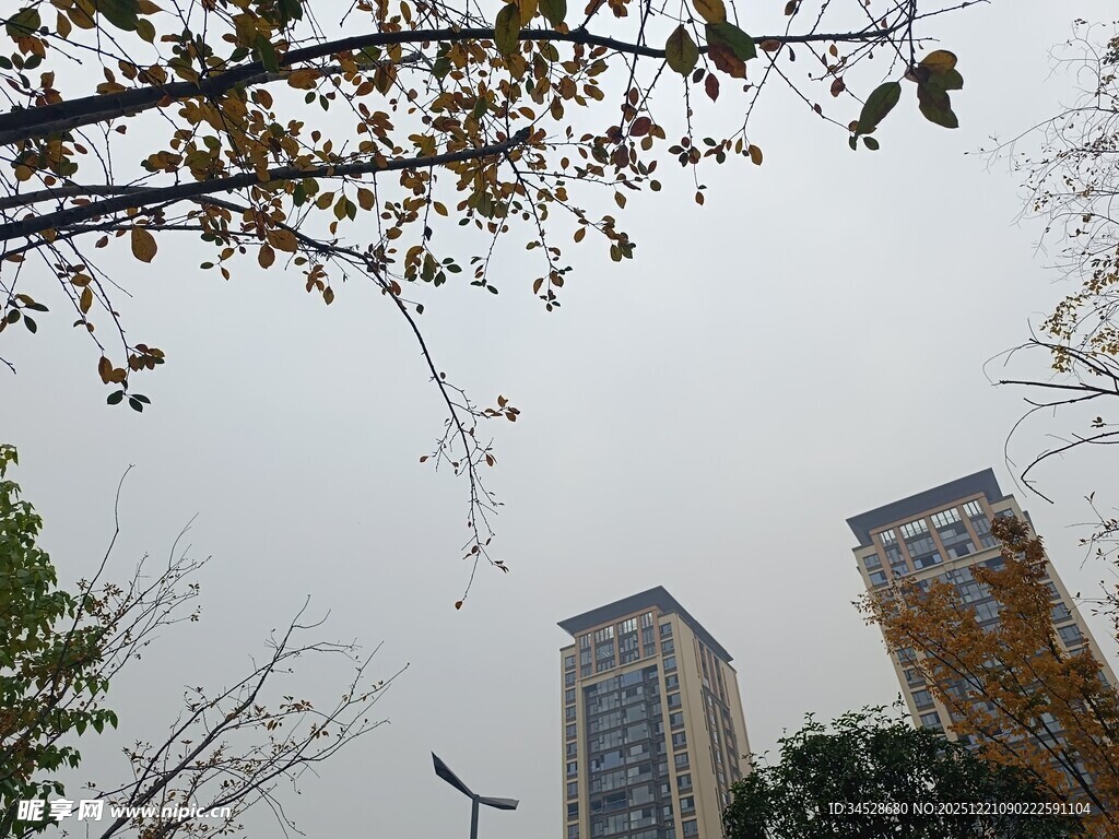 高楼旁的树木与阴沉天空