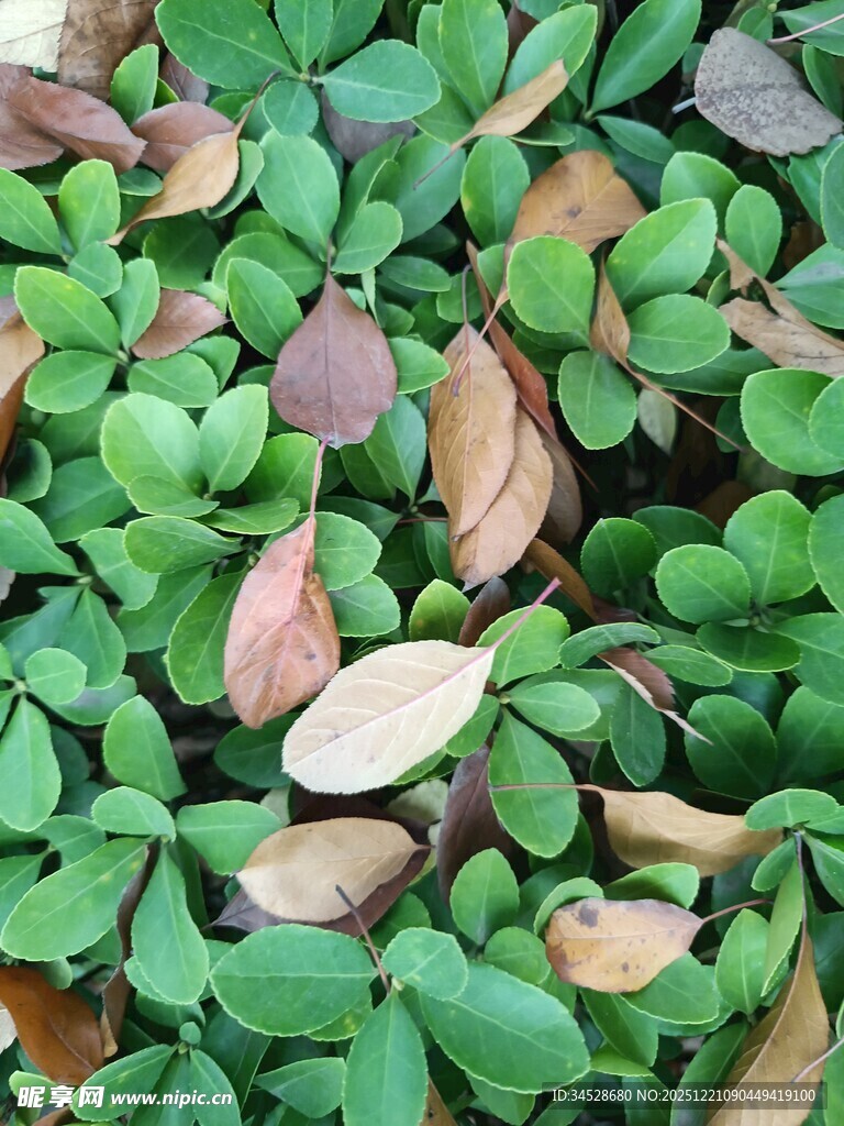 三叶草植物特写