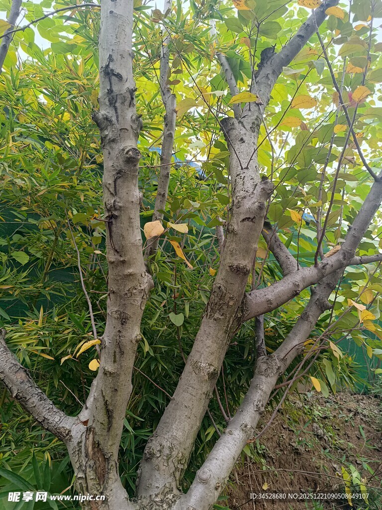 枯树旁的葱郁绿植