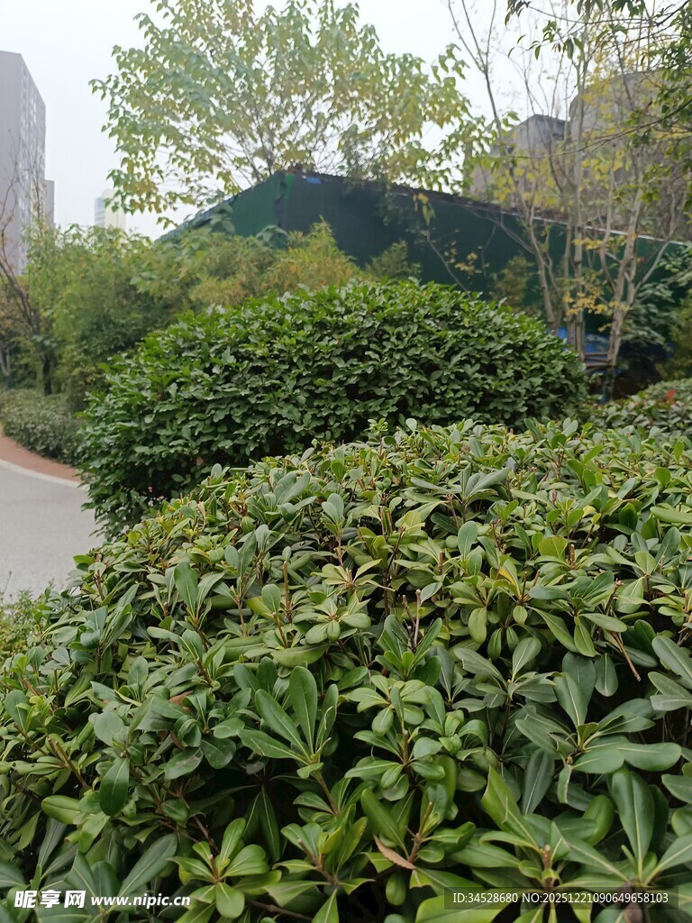 小区园林景观绿植景象
