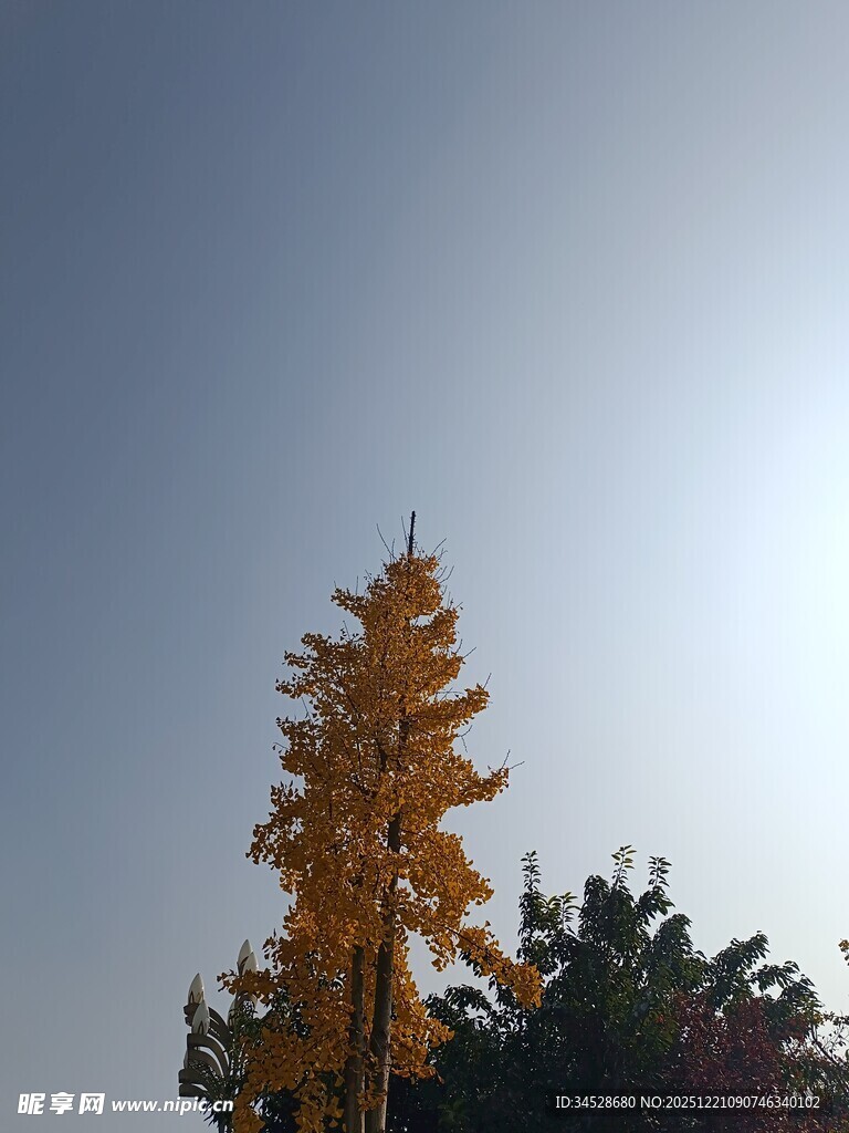 金色宝塔映蓝天