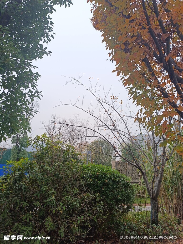 秋日公园绿植树木景致