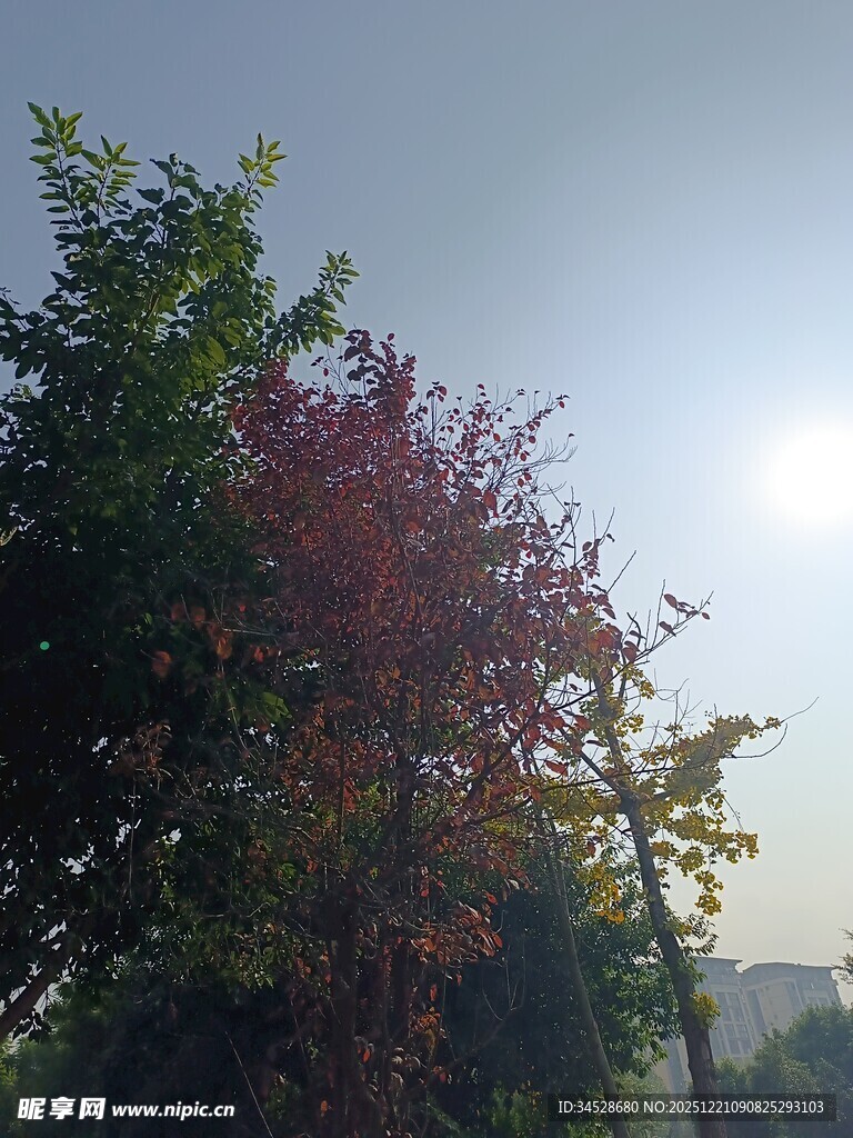 秋日阳光下的多彩树木