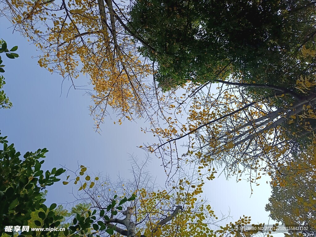 仰望秋日树林天空美景