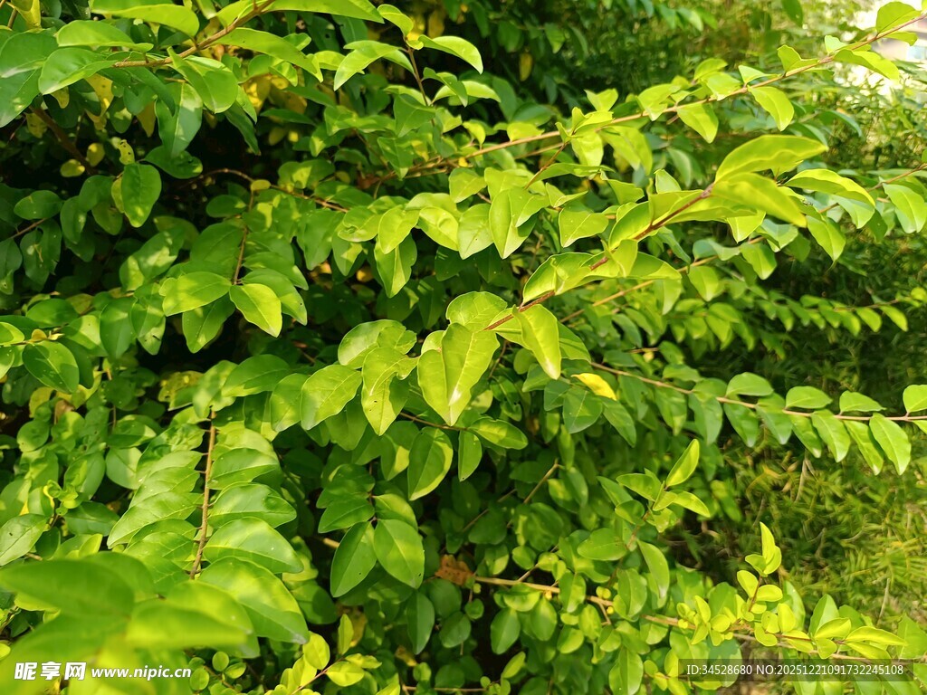翠绿繁茂的植物枝叶