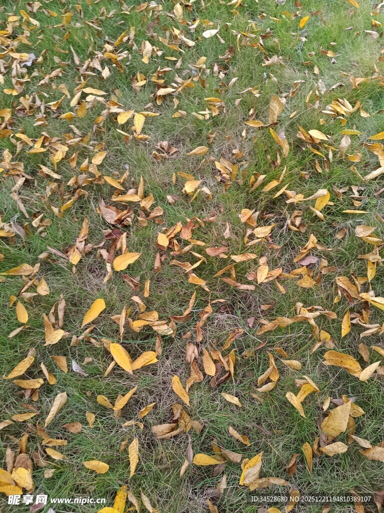 秋日草地落叶景致