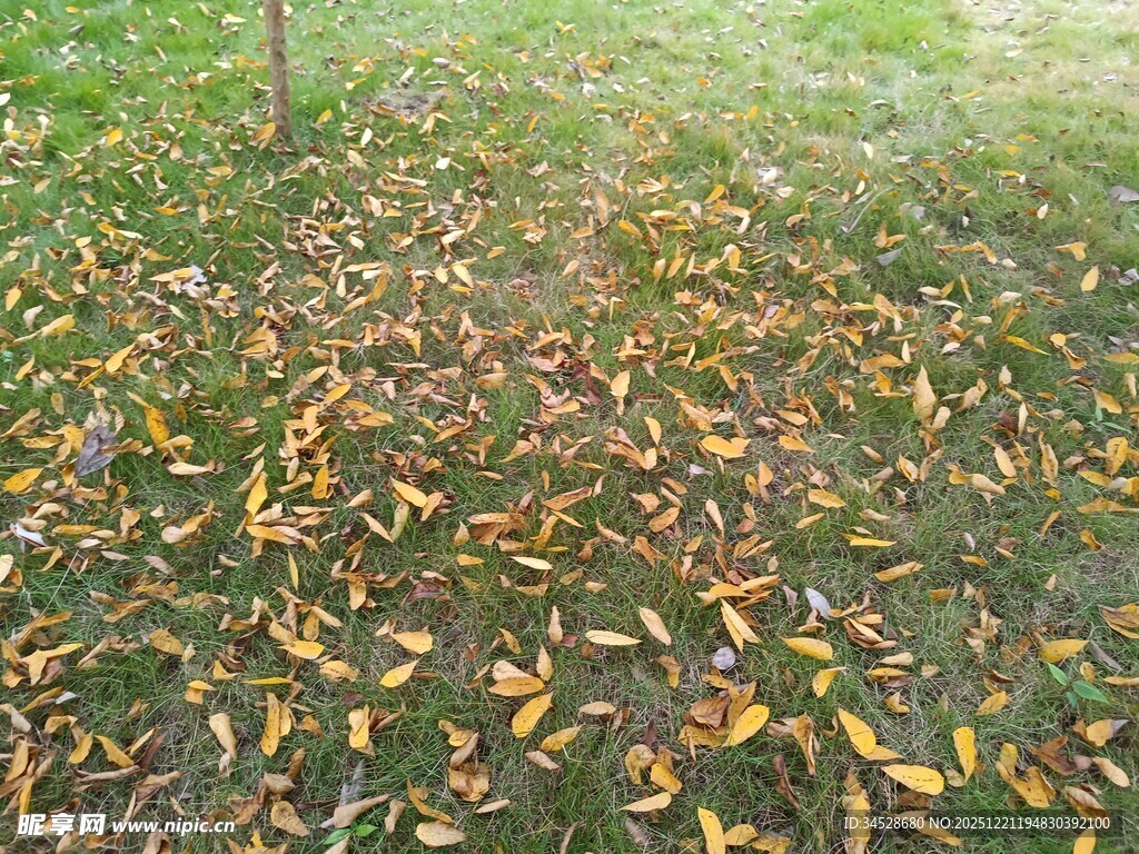秋日草地落叶景致