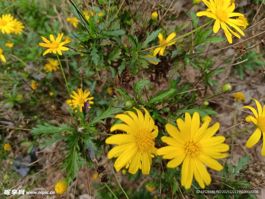 黄色小花绽放于草地间