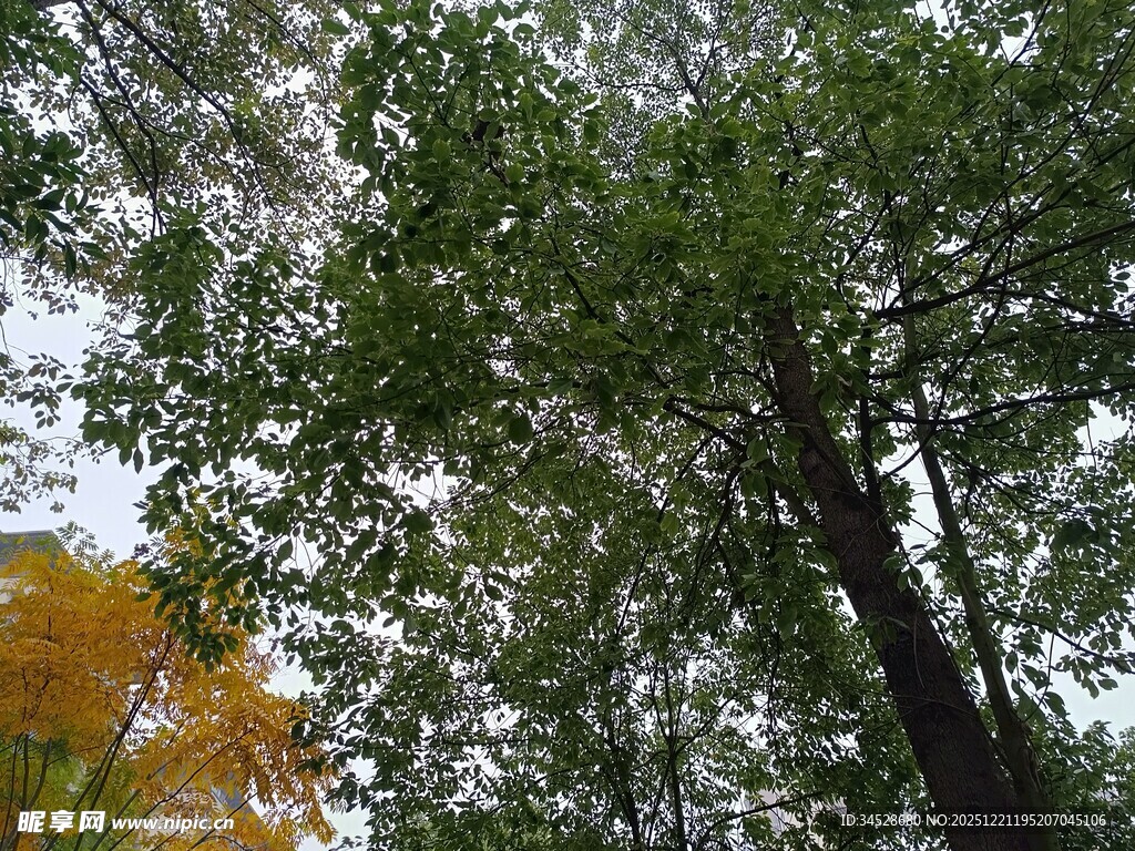 秋日繁茂树木景观