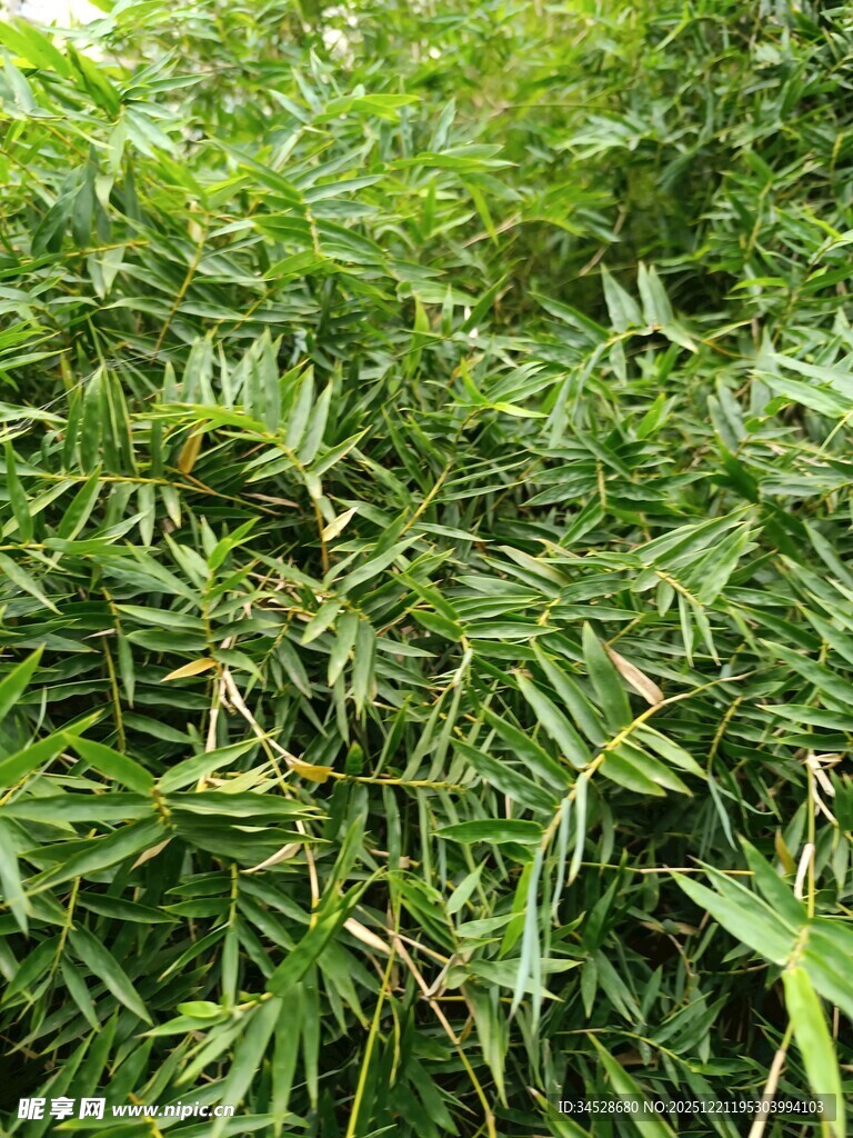 翠绿竹林生机盎然