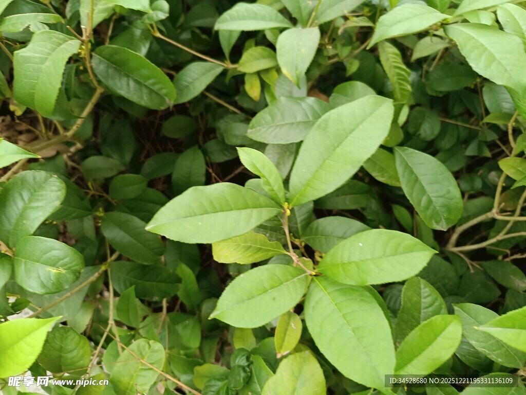 翠绿繁茂的植物叶片
