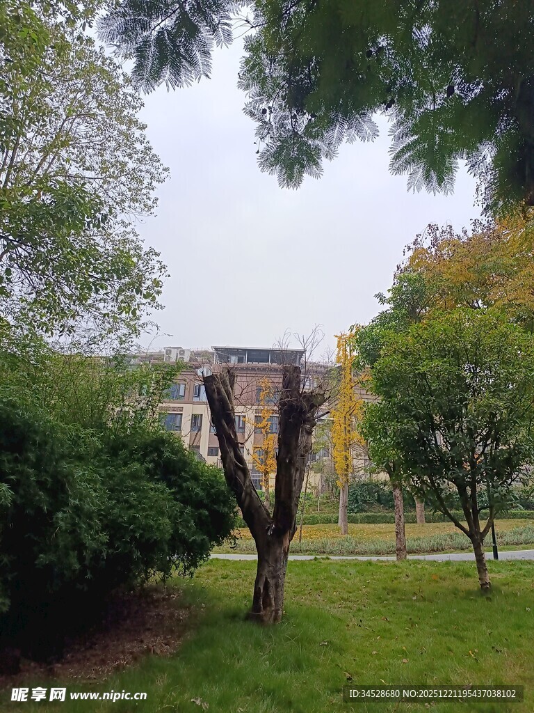 校园绿意中的建筑景观