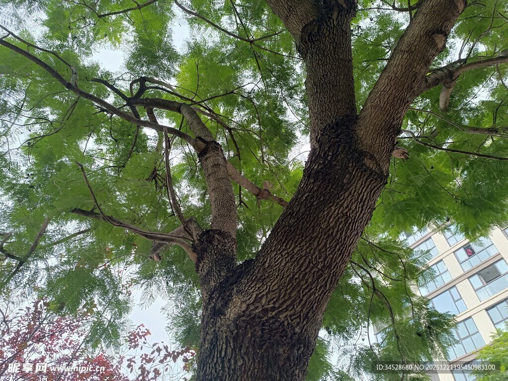 高大繁茂的绿树