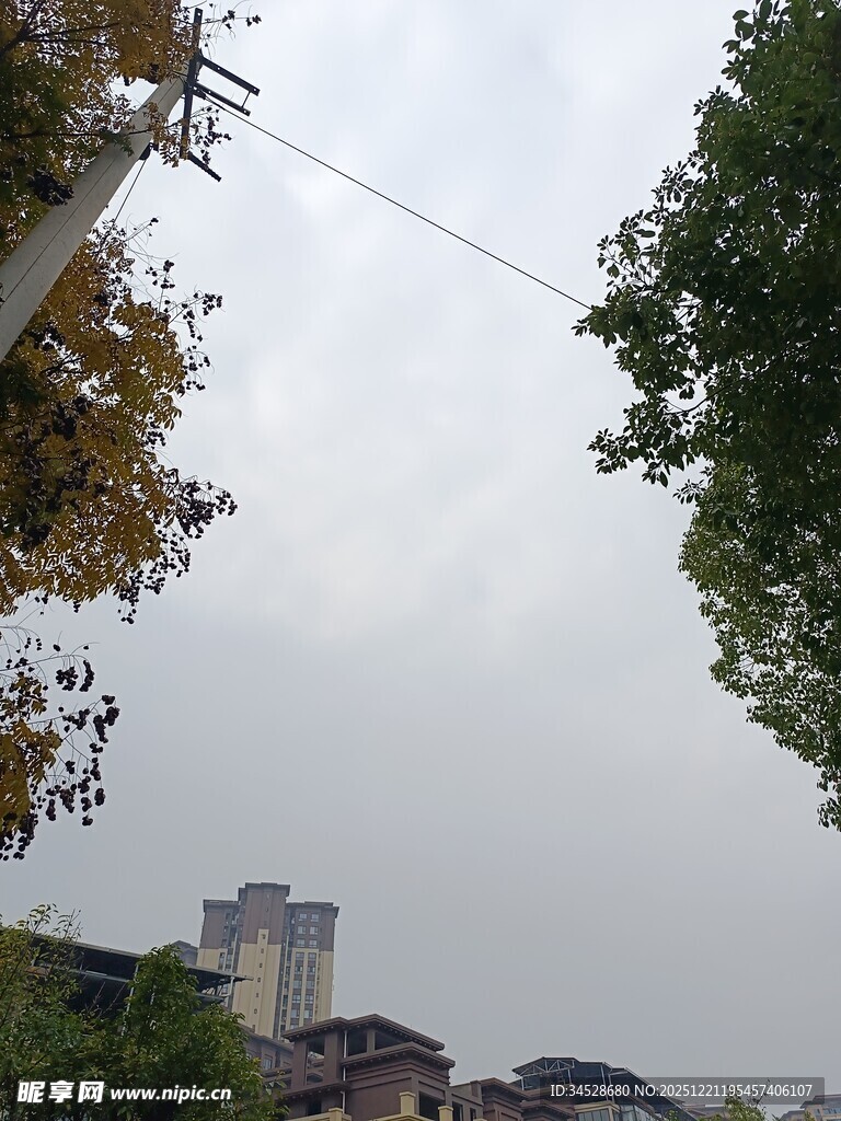 城市与树木交织的天际线