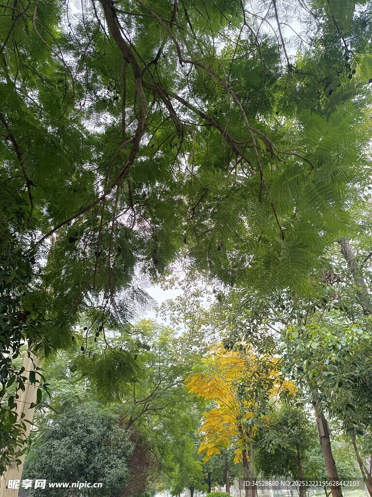 林间绿意与一抹金黄