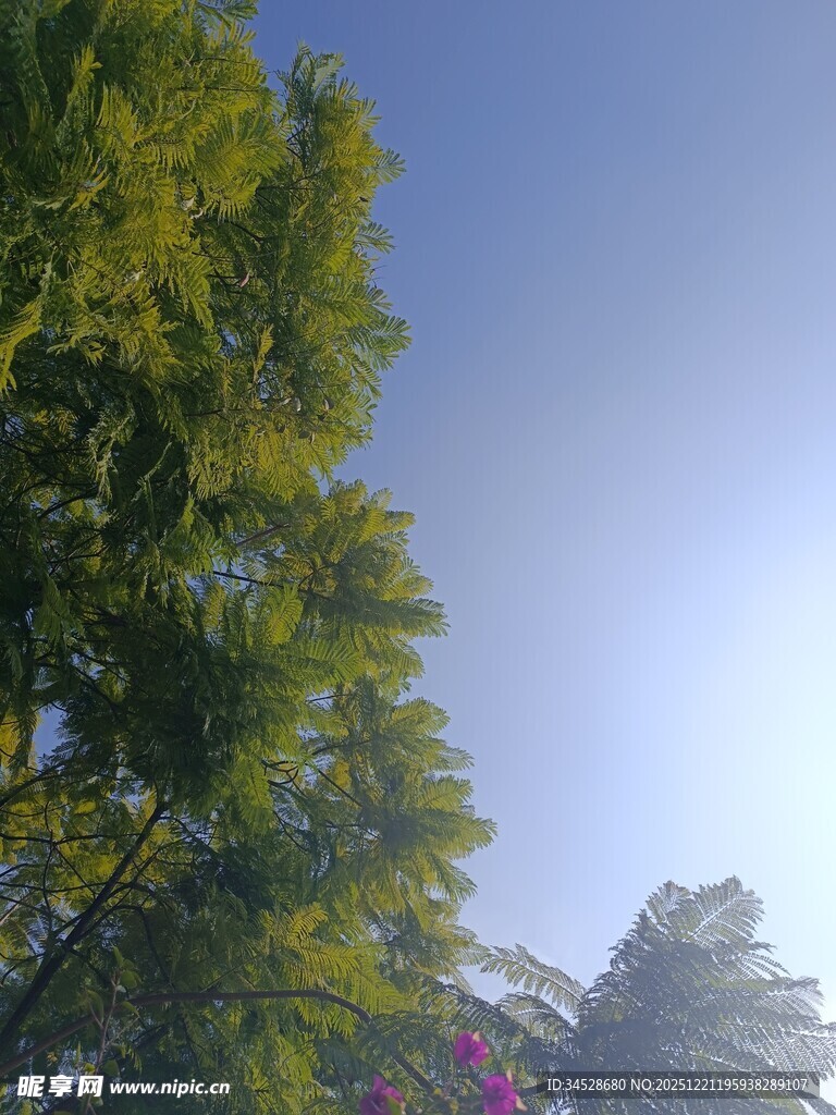 蓝天绿树间的清新景致