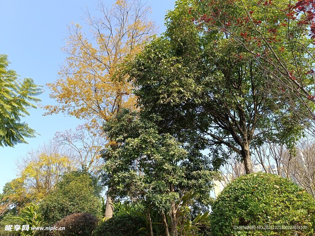 户外繁茂绿树风景图