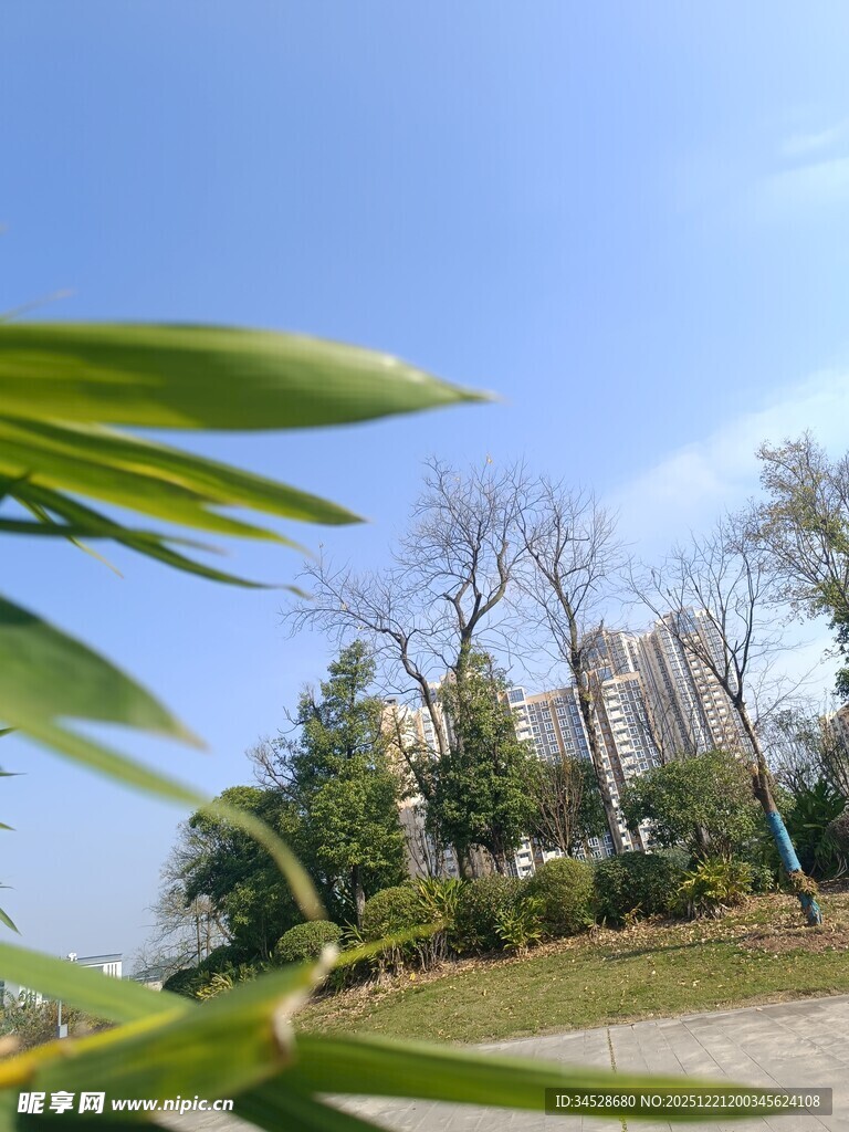 绿叶映衬下的城市风景