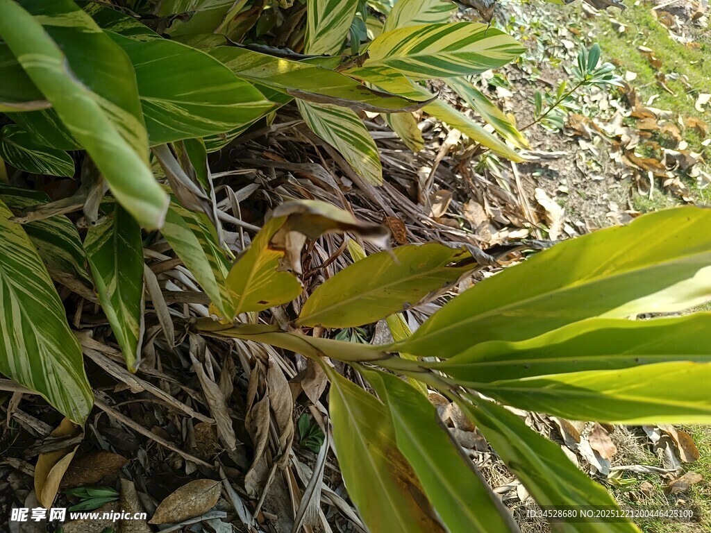 翠绿植物叶片特写