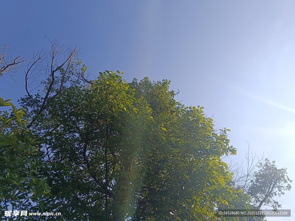 阳光下的绿树与蓝天