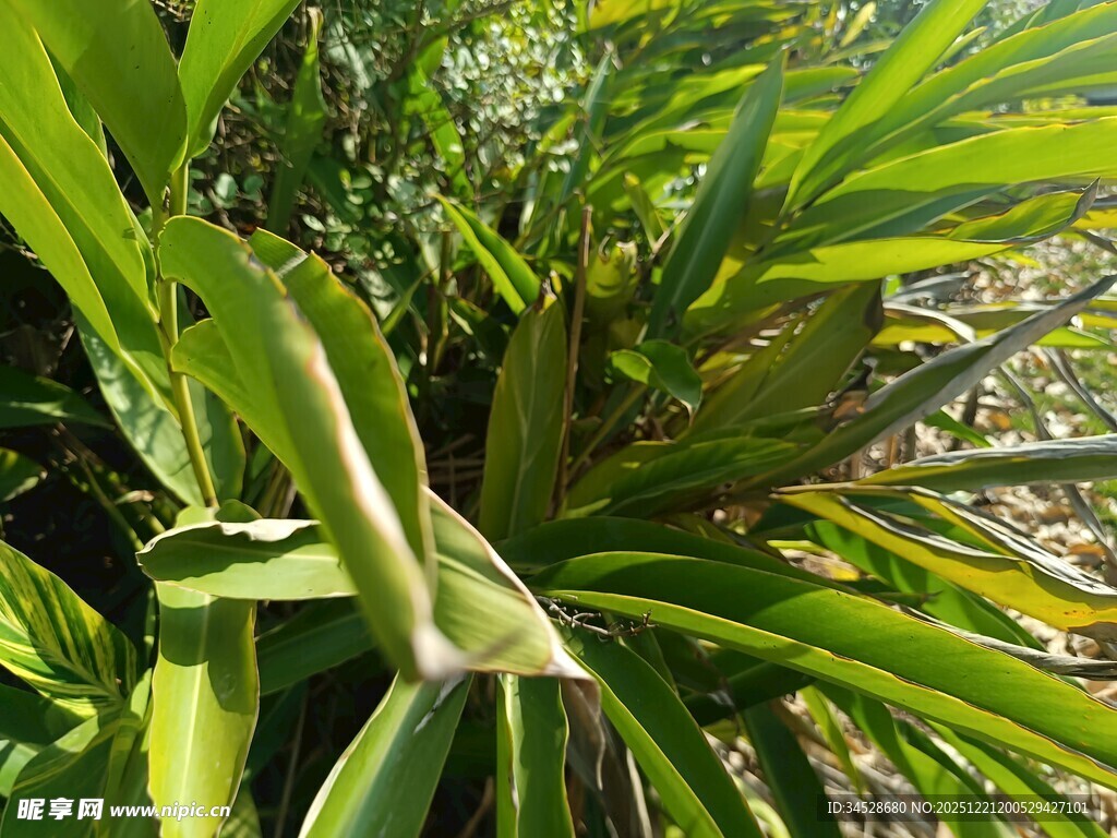 特写的绿色植物茎叶
