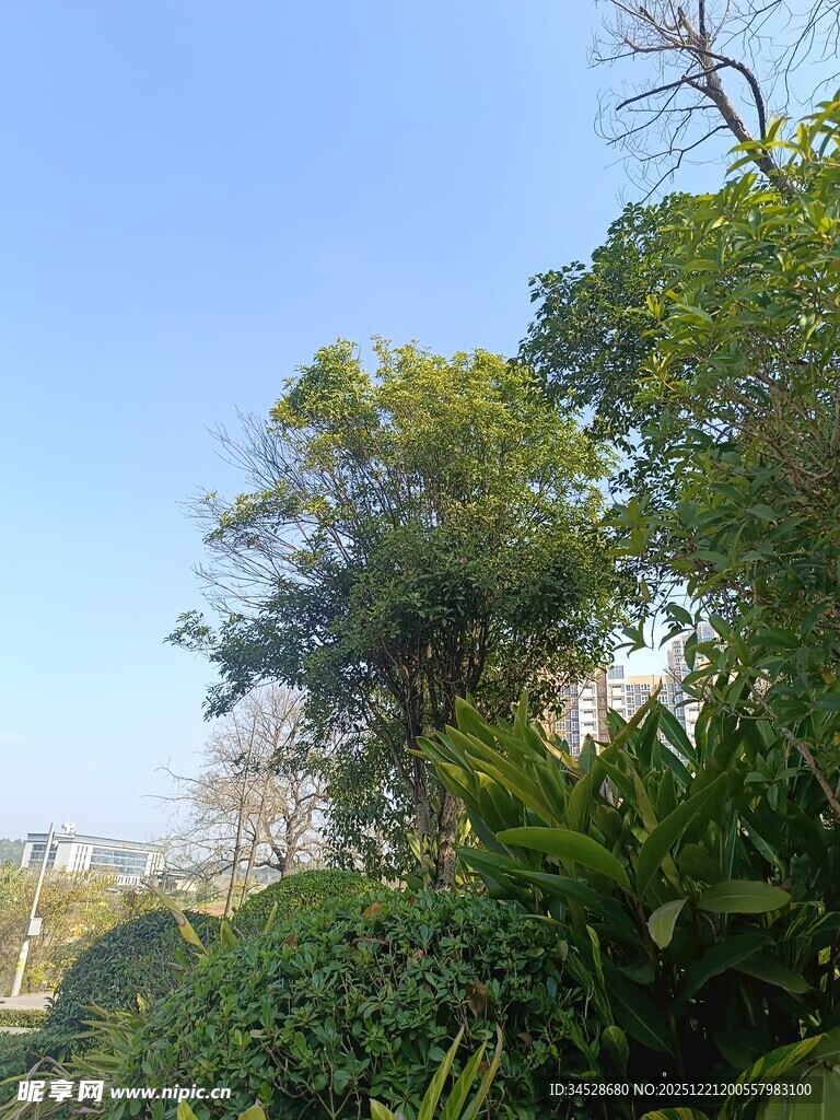 绿意盎然的户外自然景致