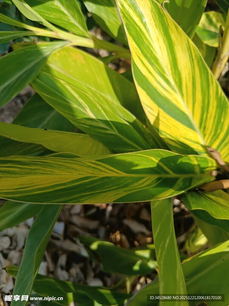 黄绿相间的斑斓叶片