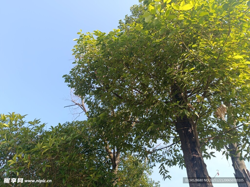 蓝天绿树风景图