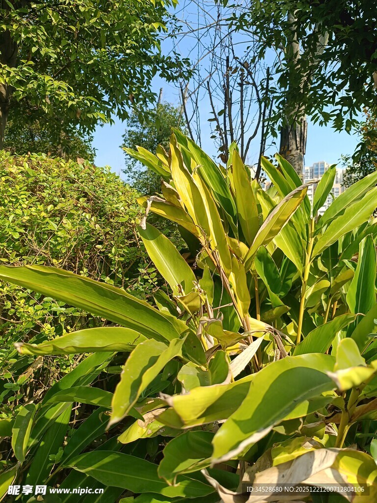 翠绿繁茂的热带植物景观