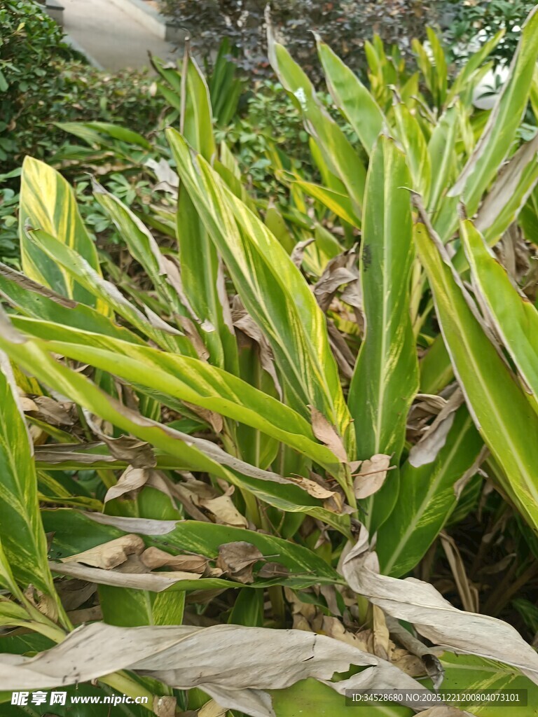 翠绿茂盛的植物叶片
