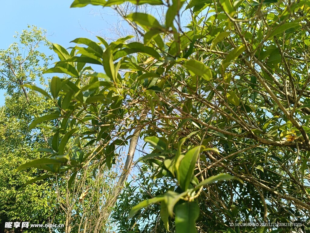 绿叶繁茂的树木