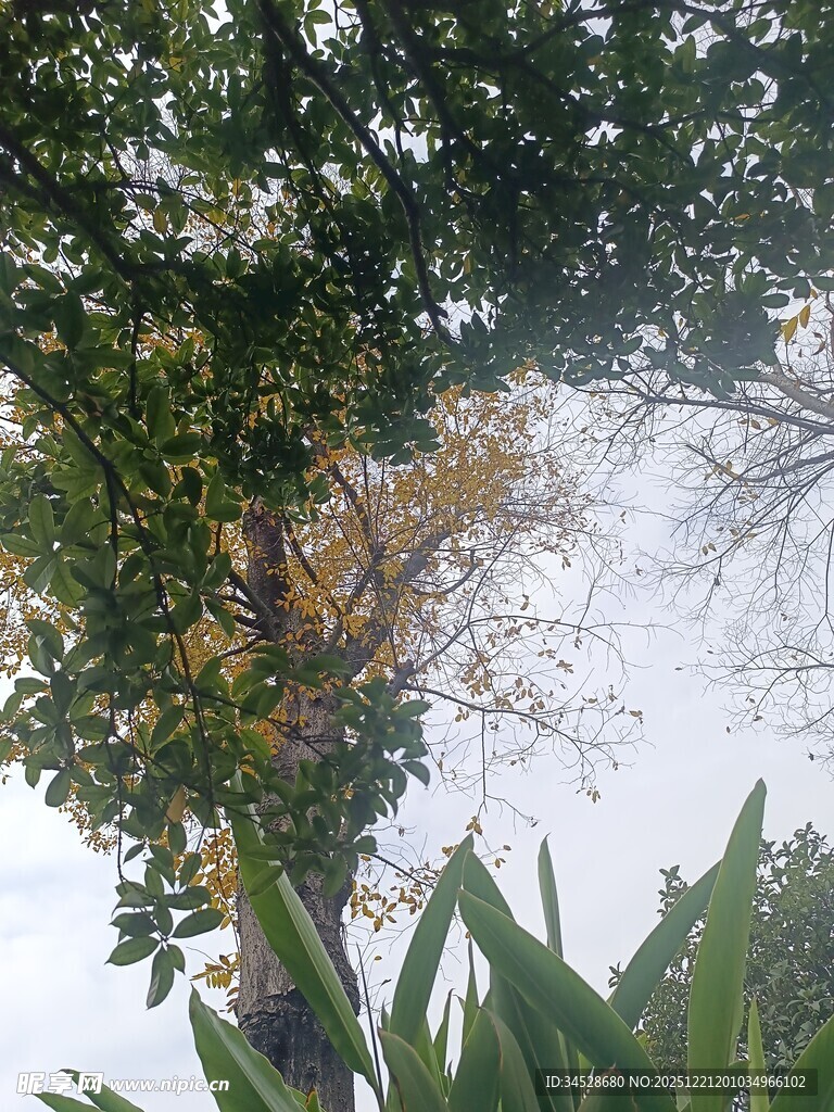 枝叶繁茂的树木景观