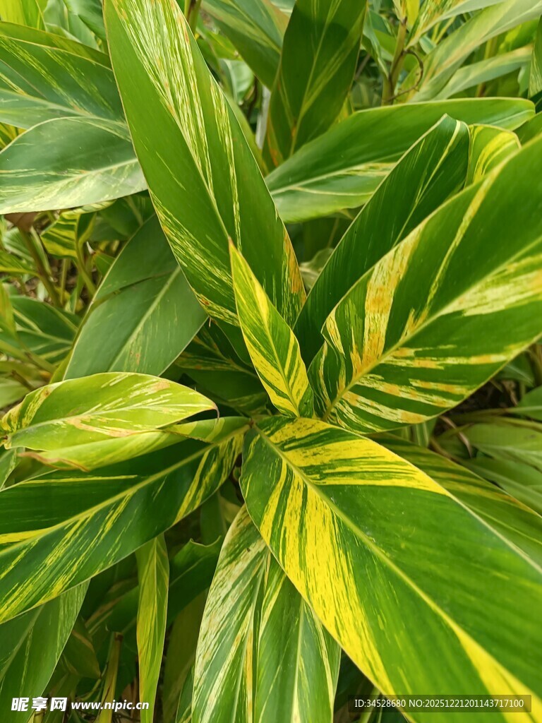 黄绿相间的斑斓叶片