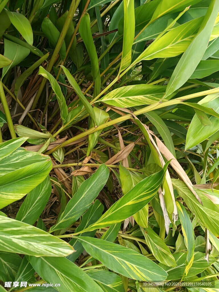 翠绿叶片的生机景象