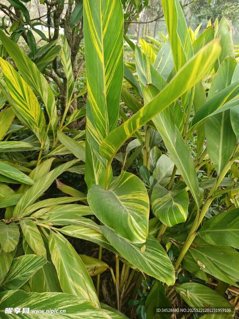 翠绿斑斓的室内观叶植物