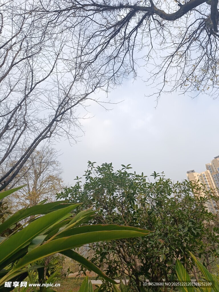 户外树枝与绿植景观