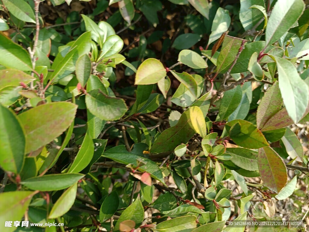 绿叶繁茂的植物景象
