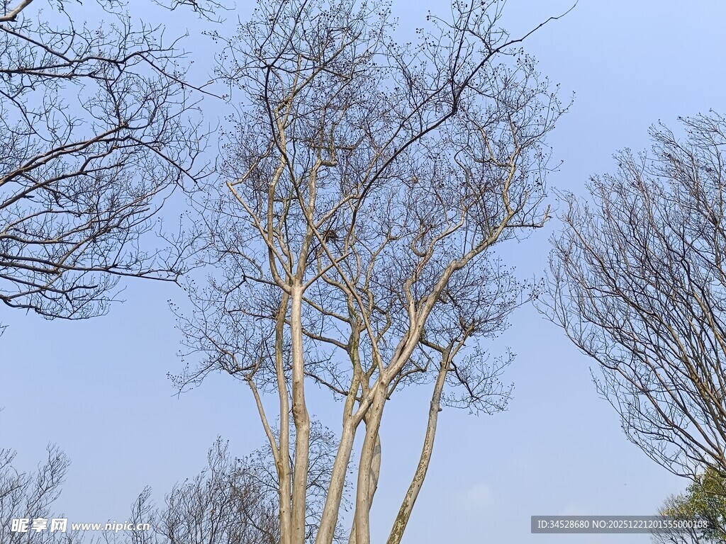 冬日枯树蓝天景致