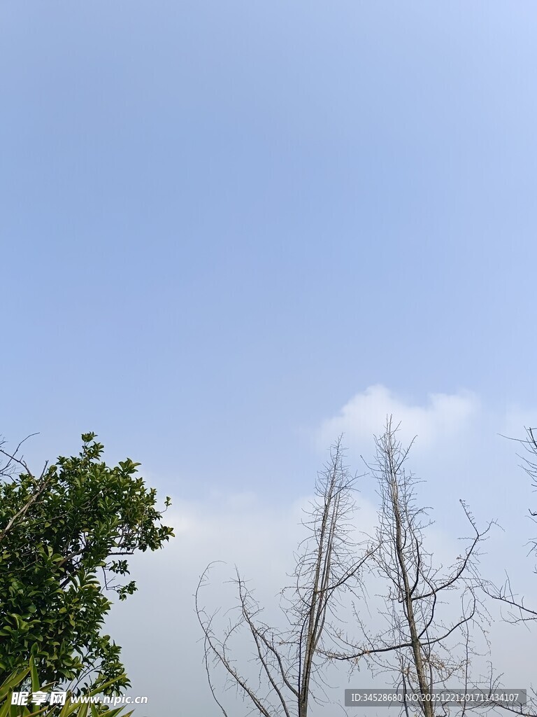 蓝天枯树绿叶自然景象