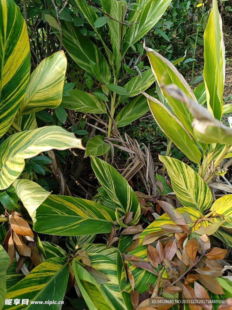 多彩斑斓的观叶植物