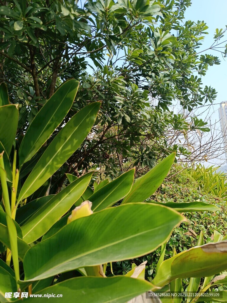 翠绿繁茂的热带植物景观