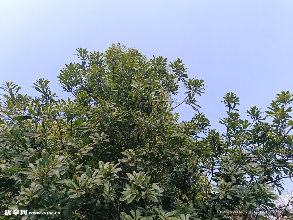 绿叶繁茂的树冠