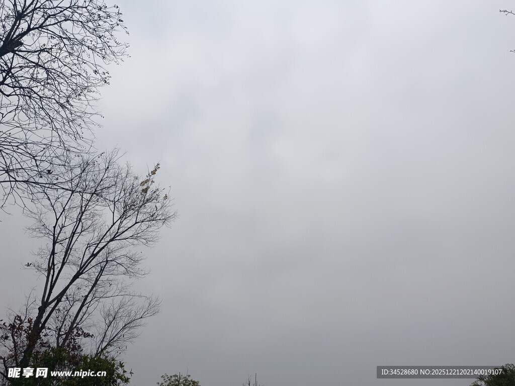 阴天中的树木景象