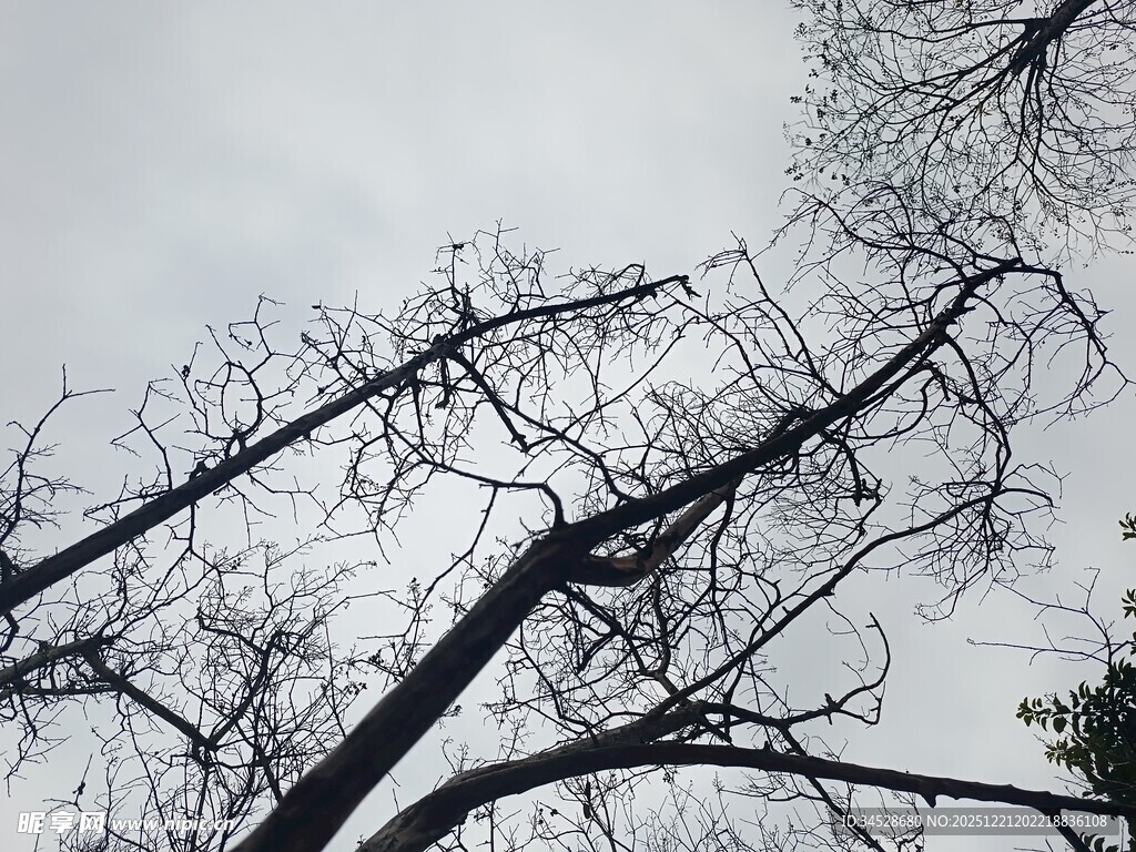 冬日枯树枝干景象