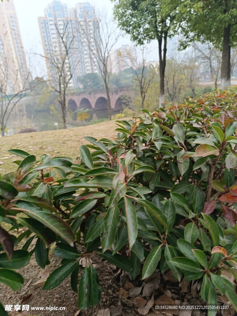 绿叶繁茂的户外植物景观