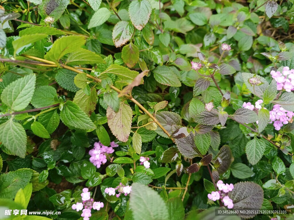 绿叶间绽放的粉色小花